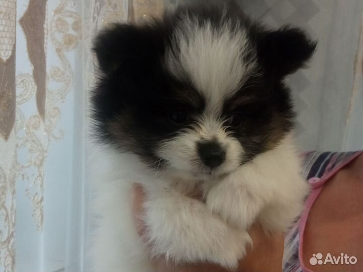 Померанский шпиц мини