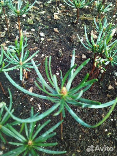 Пихта Нордмана кавказская