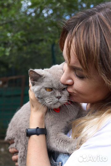 Лиловая британка в дар