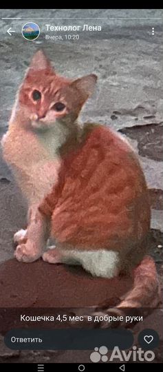 Котята в добрые руки бесплатно