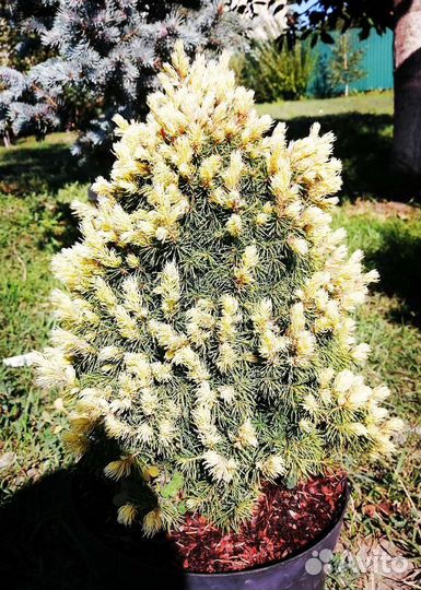 Ель канадская Рэйнбоуз энд