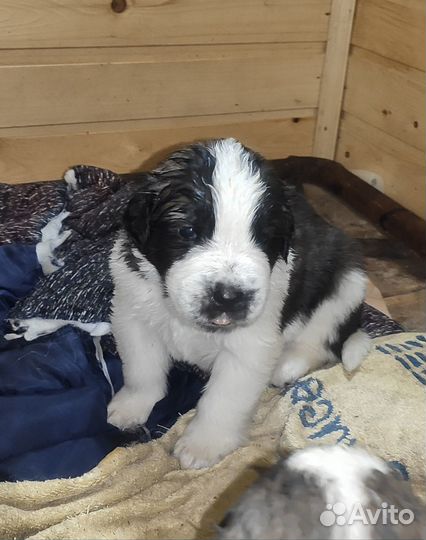 Продам щенков московской сторожевой