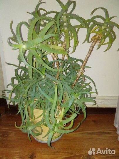 Алоэ столетник 25 года