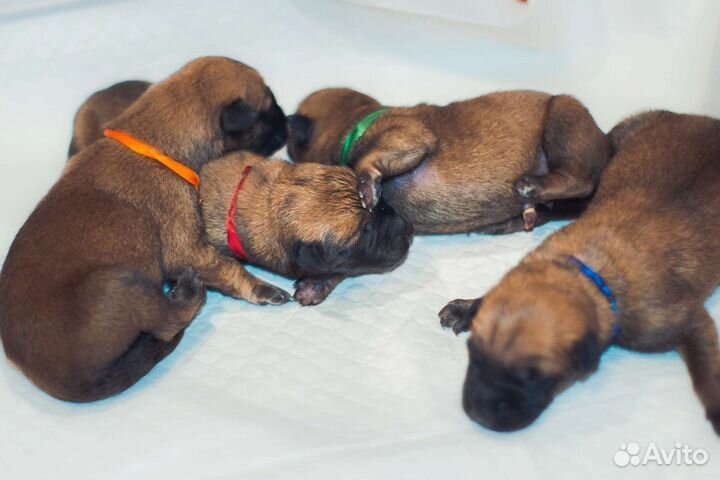 Бельгийская овчарка малинуа щенки