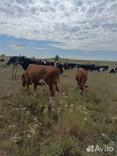 Продам тёлак