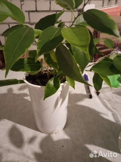 Цветы для офиса. Большой фикус, декабрист, алоэ