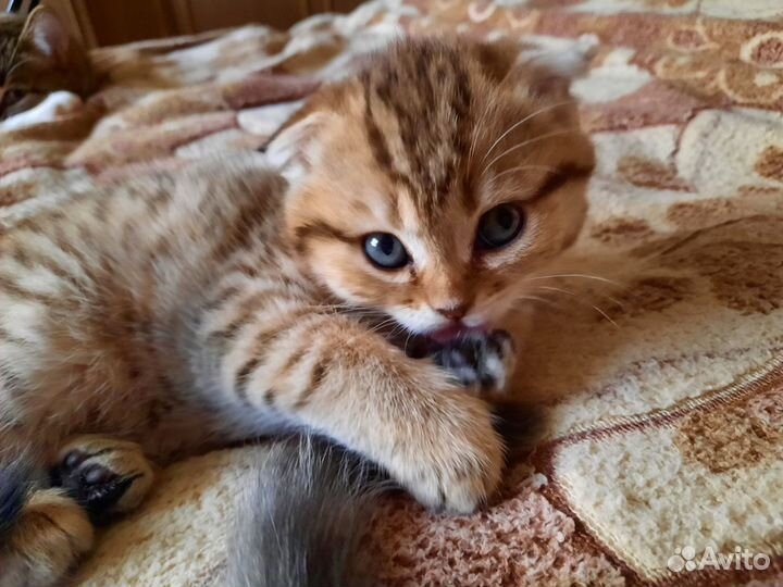 Шотландские котята