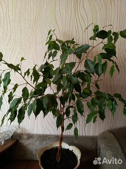 Фикус бенджамина
