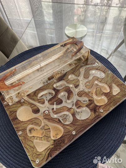 Муравейник