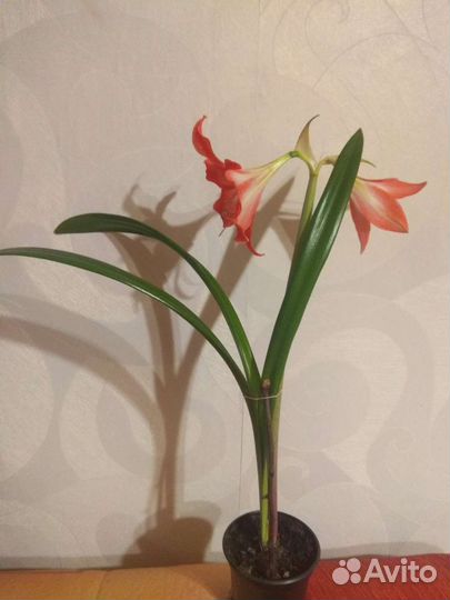Гиппеаструм (Амариллис)