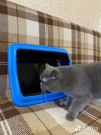 Лоток для кошек