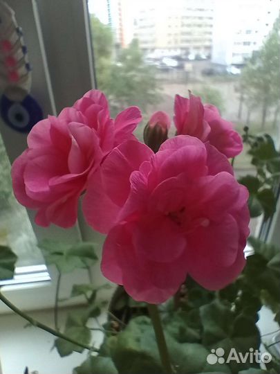 Пеларгония герань