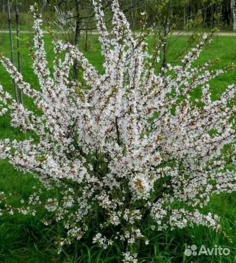 Саженцы вишни Бессея