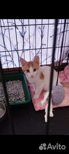 Котик Тимошка