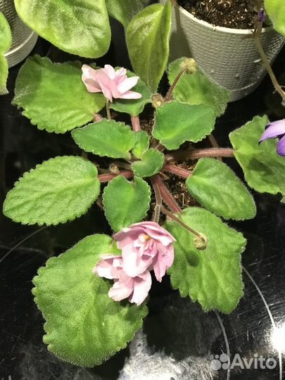 Фиалка ретро-сорта Lilian Jarrett