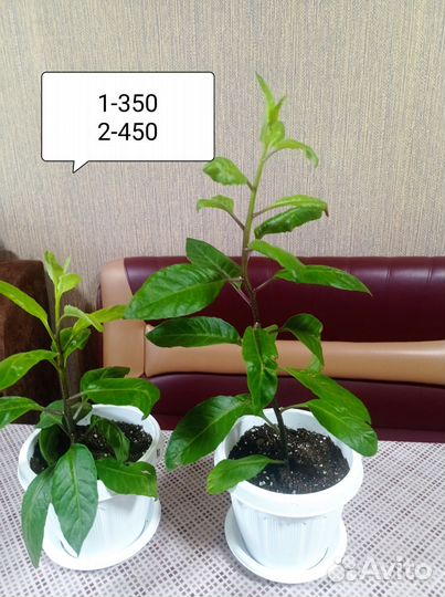 Джинура листья бога