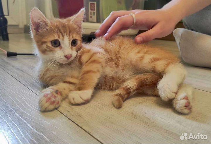 Котята в добрые руки бесплатно