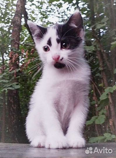 Красотка Коко, 1,5 мес., в дар