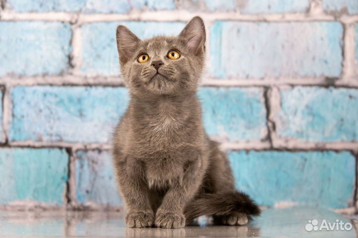 Котёнок дымчатый 2,5 мес