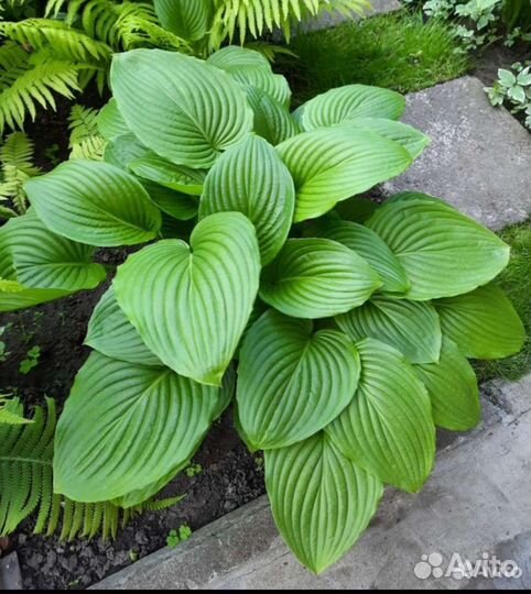 Хоста растение