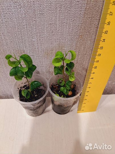 Фикус барок