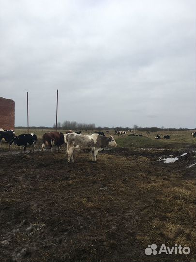 Ферма молочная