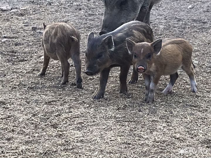 Поросята дикого кабана