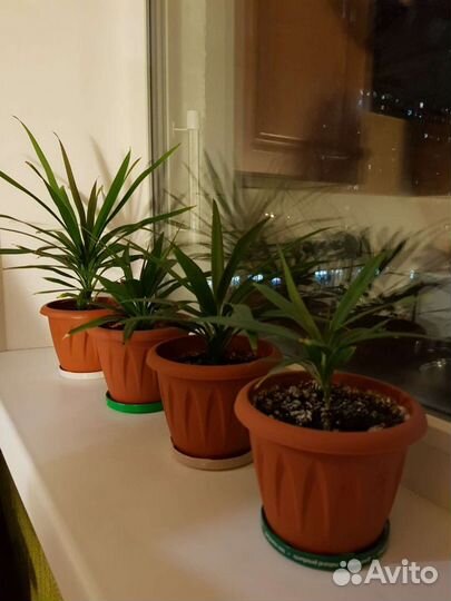 Пальмочка домашняя