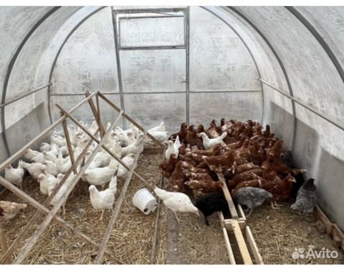 Куры и петухи молодки 4, 5 месяца