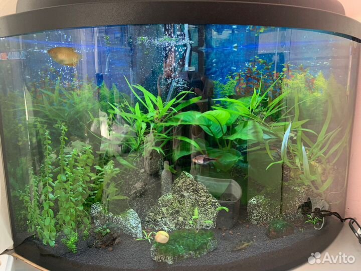 Аквариум