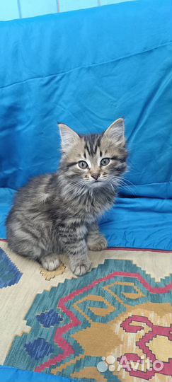 Котята в добрые руки приучены к лотку