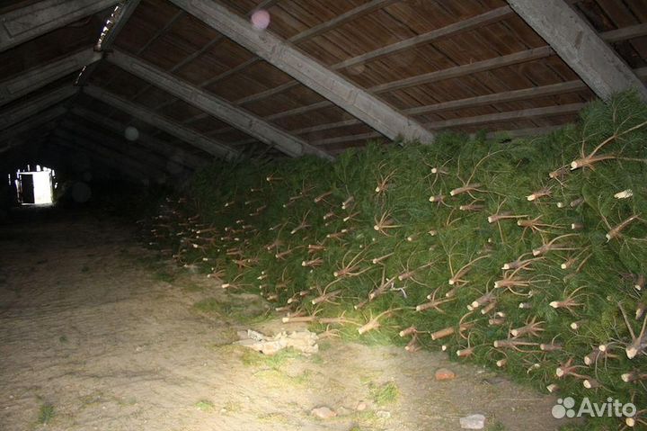 Ели сосны оптом от производителя