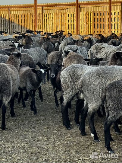 Племенные романовские овцы ягнята