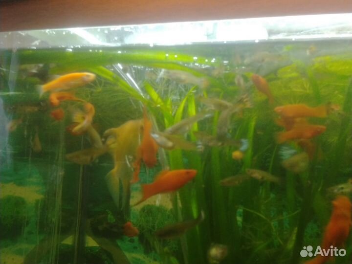 Аквариумные рыбки и водоросли
