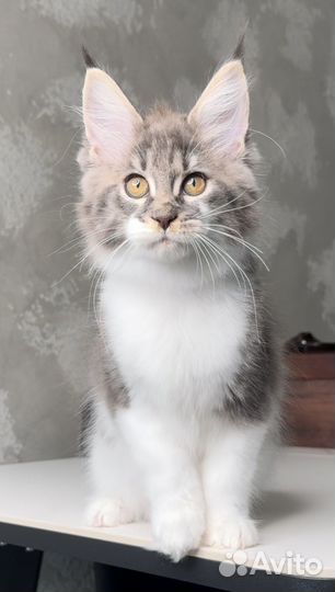 Мейн кун котята