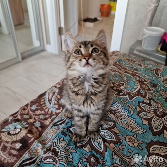 Отдам котят