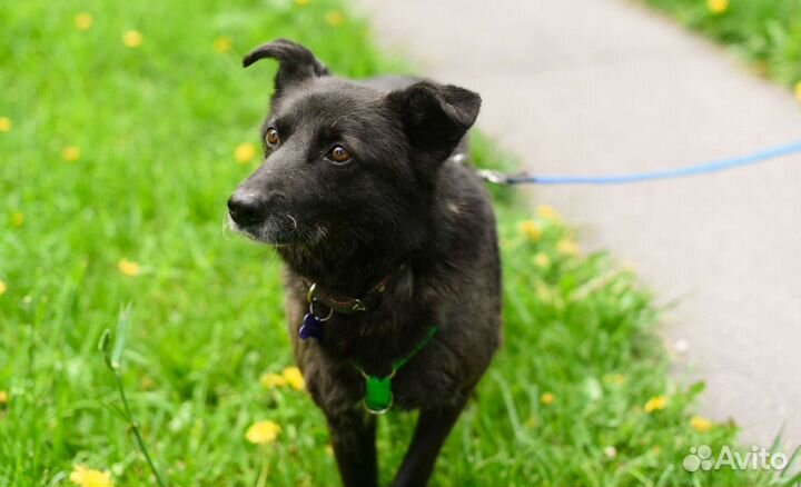 Невероятный Мик ищет дом