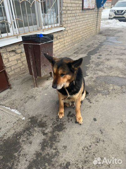 Найдена Собака овчарка