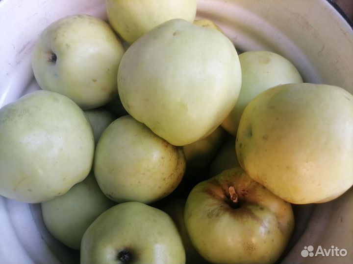 Яблоки Мельба, Ринет Черненко, Антоновка