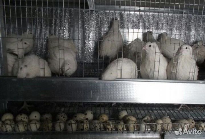 Яйца перепелиные