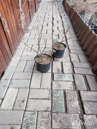 Айва Оранж трейл