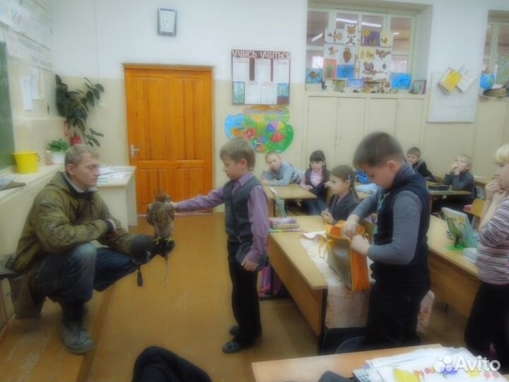 Хищные птицы