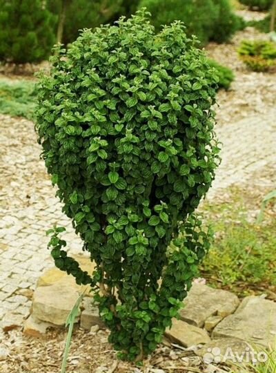 Садовые растения