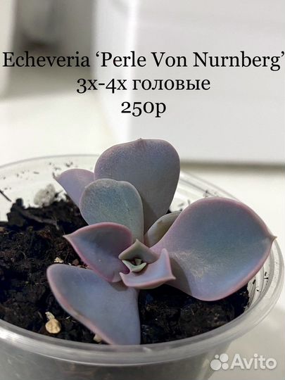 Эхеверии, граптоседумы, граптоверии суккуленты