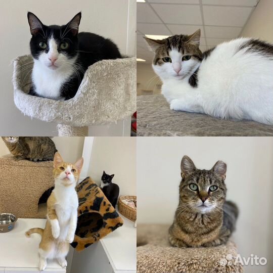 Котята и кошки в добрые руки