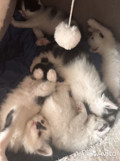 Котики и кошечки бесплатно