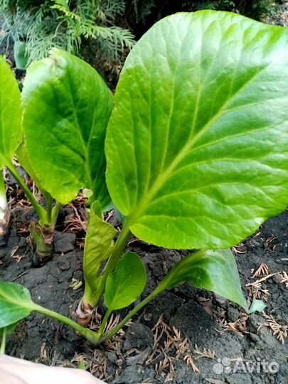 Бадан многолетний