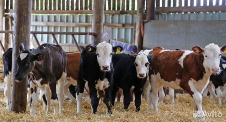Бычки телята
