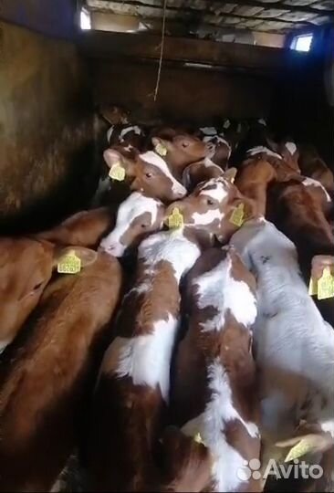 Бычки и телята