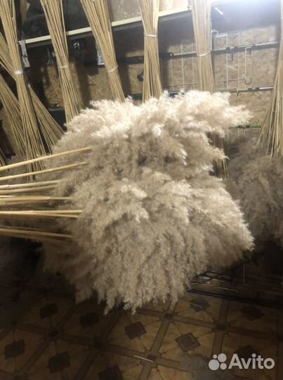 Сухоцветы тростник пампасная трава